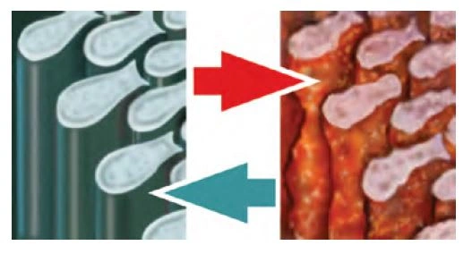 Dental caries process