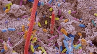 How Poor Oral Health Fosters Systematic Disease